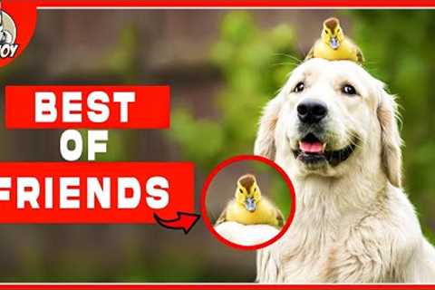Meet the World's Most Unlikely Dog-Animal Duos