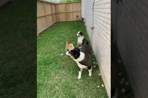 3 dogs having a good time together outside. Day in the Life of a Patent Lawyer (2022)