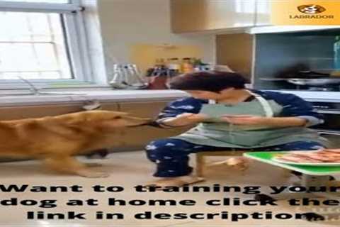 Funny Dog Videos  [How to Training a Puppy - Dog]