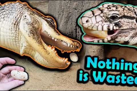 Feeding Dud Snake Eggs to our Reptiles!