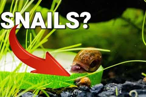 Why are SNAILS GOOD For Your AQUARIUM?
