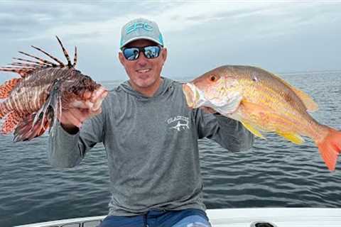 Giant Lane Snapper vs Venomous Lionfish Catch Clean &amp; Cook