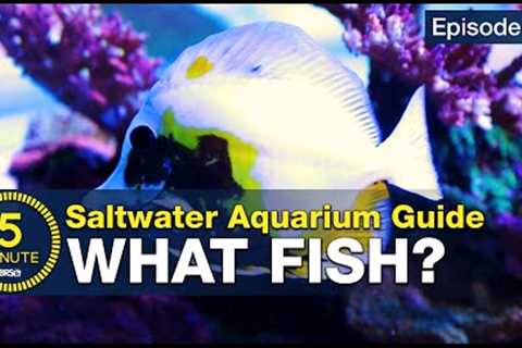 5 beginner fish EVERY saltwater aquarium should have! Stocking a tank with utilitarian fish