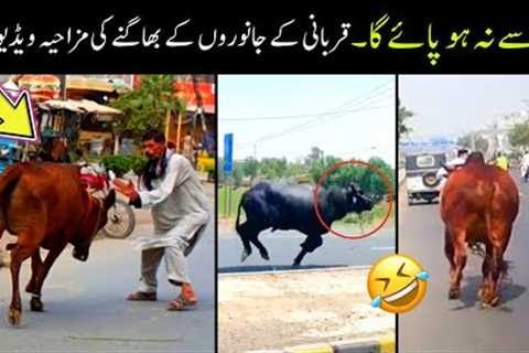 Qurbani Animals Funny Moments 2024 😅😜 | funny qurbani animals|funny animals