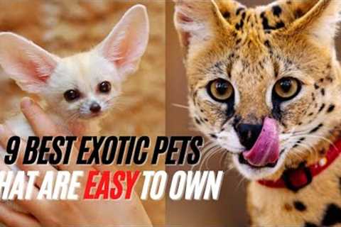 Exotic Pets That Are Legal and Easy to Care For - Best Exotic Pets That Are Easy to Own