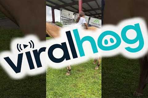 Gentle Horse Allows Climbing and Sliding || ViralHog