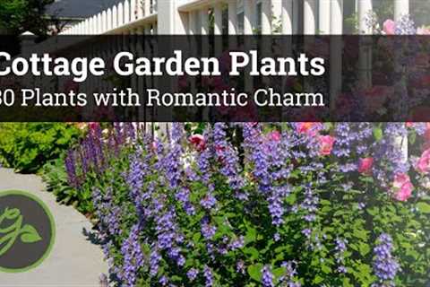 Cottage Garden Plants - 30 Plants with Romantic Charm