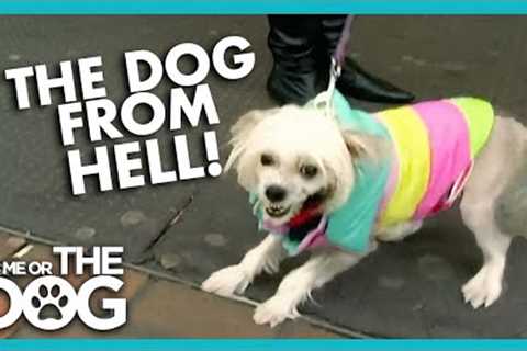 Vicious Tiny Dog From Hell😱  | Full Episode | It's Me or the Dog