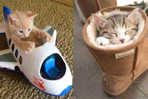 Baby Cats - Cute and Funny Cat Videos Compilation #21 | Aww Animals