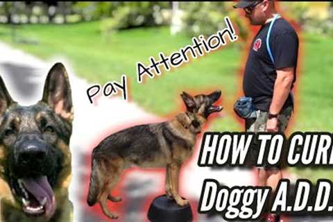 German Shepherd Won't Pay Attention! How to Cure Dog with Attention Deficit Disorder or A.D.D.