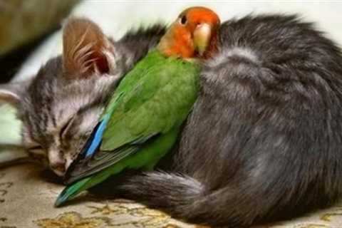15 Amazing Animal Friendships You Won't Believe!