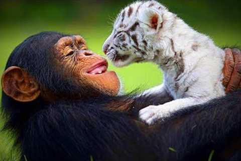 Animal's Best friends 🐶🐱 Unbelievable Animals Friendship (Full) [Funny Pets]