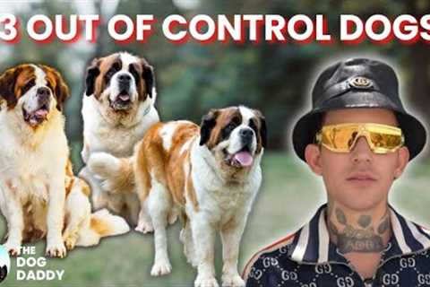 These 3 Large Dogs Are Terrorizing The Neighborhood \ The Dog Daddy