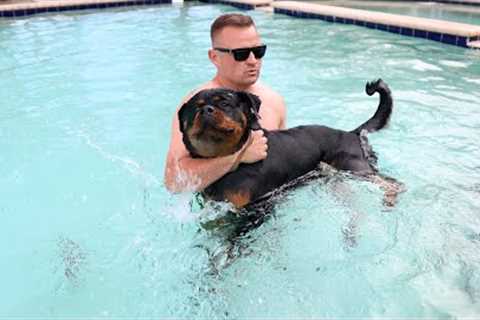 🔥 Live Dog Training with Rottweiler