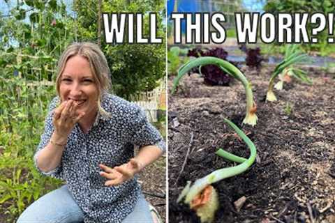 IS THIS CRAZY? / ALLOTMENT GARDENING FOR BEGINNERS