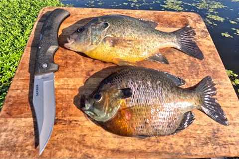 Deep Fried Shellcracker/Bluegill Catch n' Cook in the SWAMP!