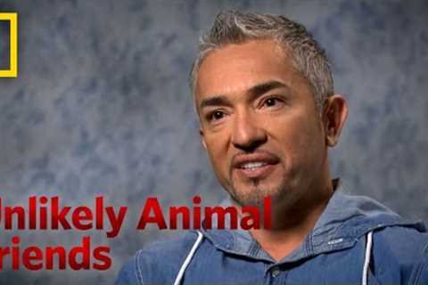 Cesar Milan | Unlikely Animal Friends