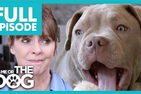 Attention-seeking Bulldog Puppy | Full Episode | It's Me or The Dog