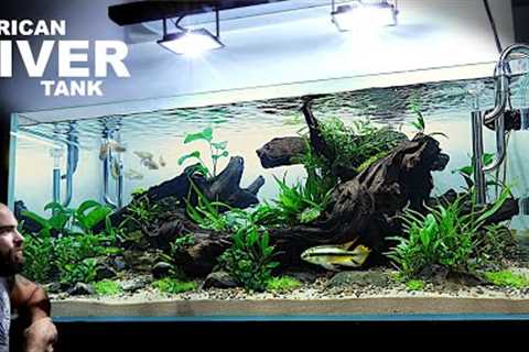 The African River Aquarium: EPIC Aquascape Tutorial w/ Kribensis Cichlid &amp; Congo Tetra
