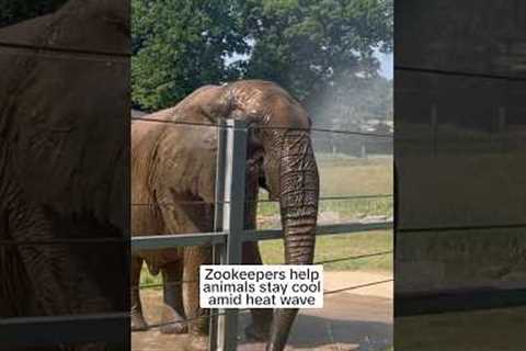 Zookeepers help animals stay cool amid heat wave