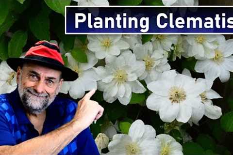 Plant Clematis Correctly - And Some Common Myths About Planting Clematis Vines