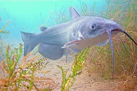 Catfishing a CRYSTAL CLEAR Urban Arizona Pond! (Underwater Catfish Footage)
