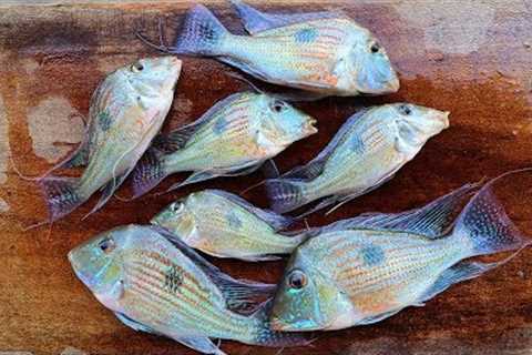Catch n' Cook Aquarium Fish!