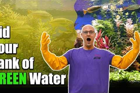Fix GREEN Water in Aquariums