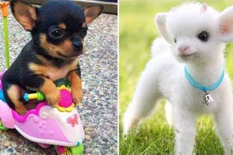 Funniest Animals 2024 😂 Best Funny Cats and Dogs 😻🐶 Part 16 | Cute Baby Dogs