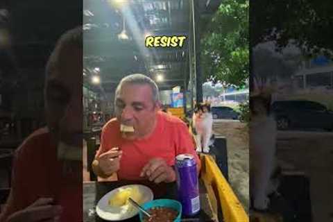 Stray cat politely asks for food 🍲🐈
