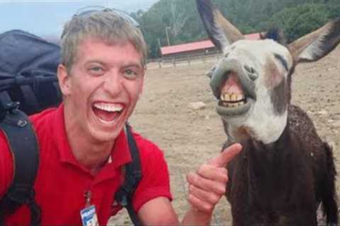 Laugh Uncontrollably!😁 New Funny Animals Video 2024