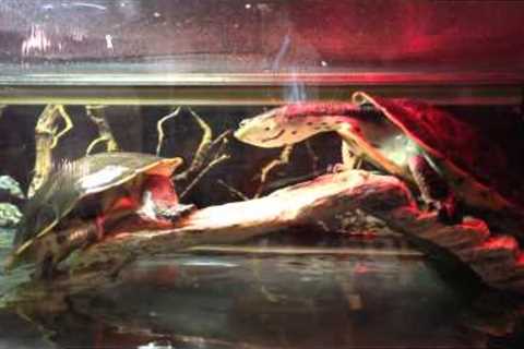 Exotic Pets (Pet Store) Tour - in Las Vegas, NV