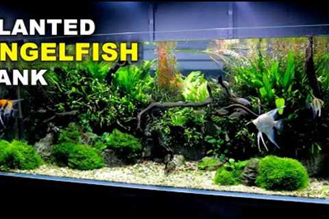 Aquascape Tutorial: Non co2 4ft Angelfish Aquarium (How To: Full Step By Step Guide, Planted Tank)