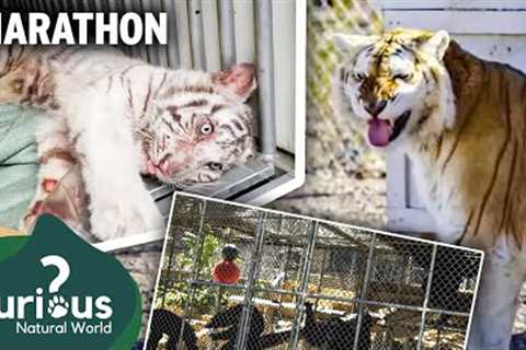 Predator Pets: The Ultimate Exotic Animal Owner Experience | Mega Marathon