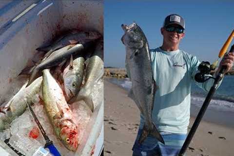 WHY This is Called a TRASH Fish... Catch Clean Cook - Bluefish