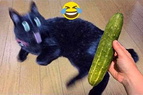 Funny cats scared of cucumbers 😂 cat vs cucumber compilation  Gatos VS pepinos
