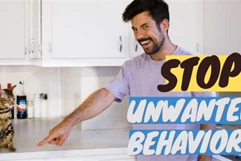 Teach NO to Your Cat - How and Why
