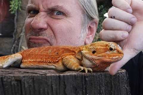 BEARDED DRAGONS MAKE HORRIBLE PETS!! I'LL TELL YOU WHY!! | BRIAN BARCZYK