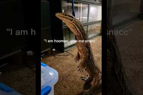 MY LIZARD THINKS HES A HUMAN! #monitorlizard #reptiles #pets #lizard #komodo
