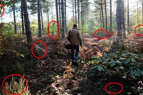 52 Plants In The Wild You Can Eat