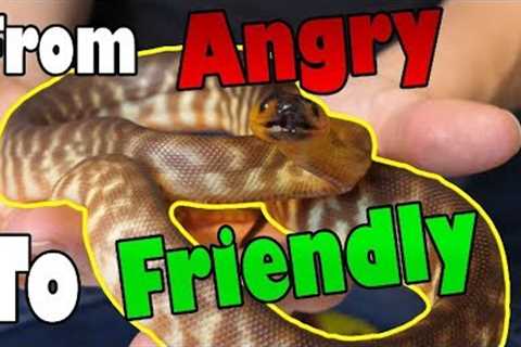 How to Tame an Aggressive Snake