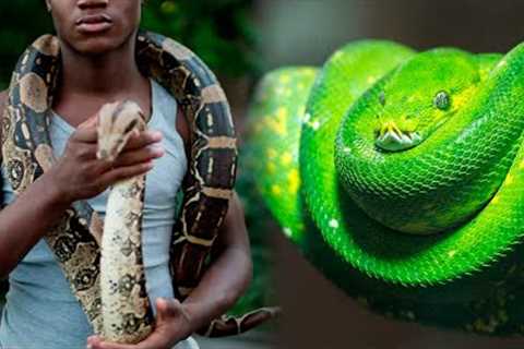 10 SNAKES You Can Have As A PET 🐍