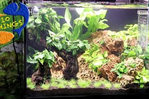 Best Ways To Maintain A Fish Tank! 10 Things You Should Know About Aquarium Maintenance
