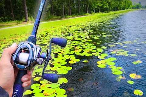 Searching for GIANT Bass in PADS! (Lake Fishing)