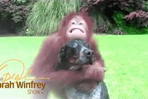 Unusual Animal Friendships from Around the World | The Oprah Winfrey Show | Oprah Winfrey Network