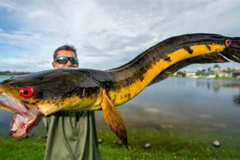 Most Hated INVASIVE Fish...Catch Clean Cook (Bullseye Snakehead)