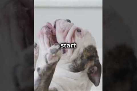 30 Second Dog Training: How to Teach Roll Over #shorts