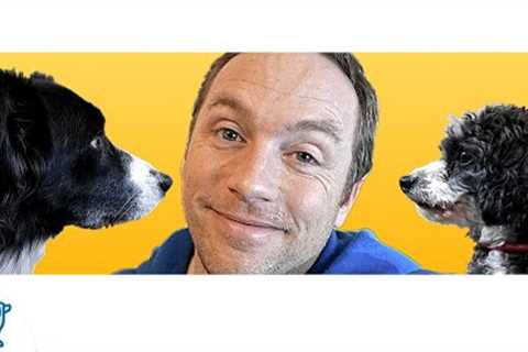 How To Teach Your Dog To Look At You - Professional Dog Training Tips