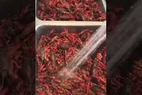 Crawfish season. Day in the Life of a Patent Lawyer (2022)