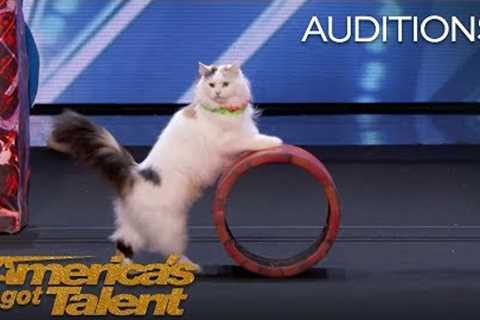 The Savitsky Cats: Super Trained Cats Perform Exciting Routine - America's Got Talent 2018